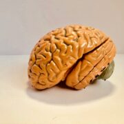 Model of a human brain symbolizing the neuroscience behind cultivating a coaching mindset for personal growth and transformation.